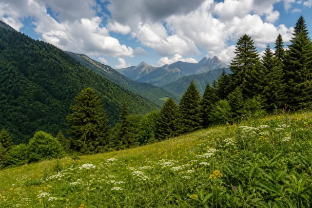 Shovi Nature Reserve