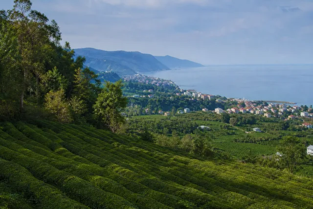 Chakvi